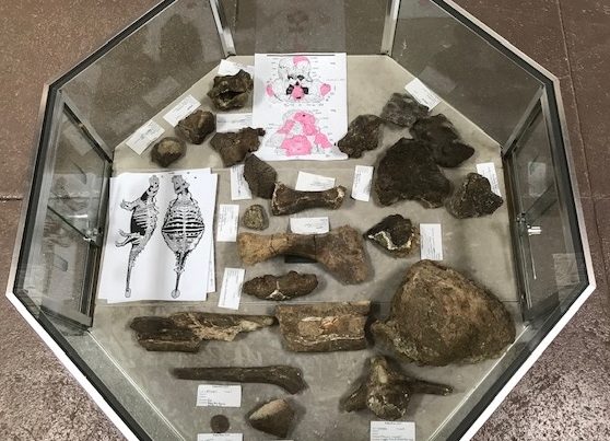 A Self-Taught Paleontologist May Have Found A New Species Of Club-Tailed Dinosaur