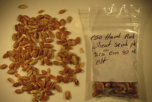 Heirloom Wheat Brings New Life To A Central Texas Farm, And To A Local Whiskey