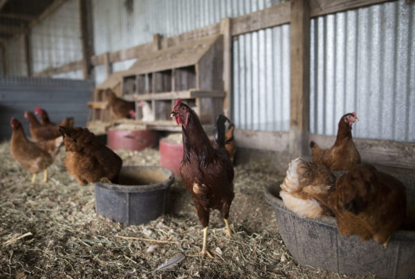 With Grit And A Start-Up Mentality, Young Farmers Are Determined To Carry On Family Tradition
