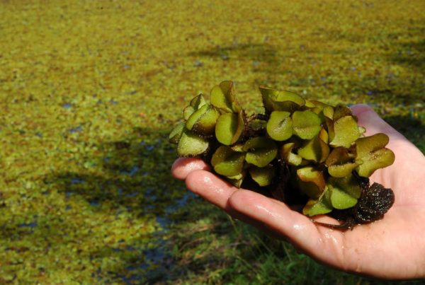 To Anglers’ And Boaters’ Delight, Giant Salvinia Is Gone From Two Texas Lakes … For Now
