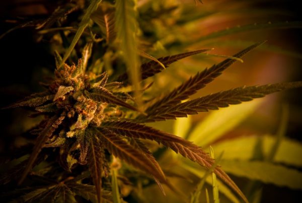 Texas Senate Will Soon Vote On Hemp Bill, Which Requires Testing Crops For THC