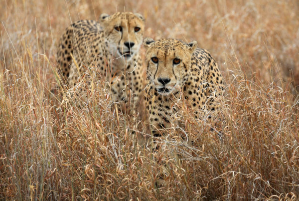 This 9-Year-Old Wrote A Book To Raise Awareness About Animal Poaching