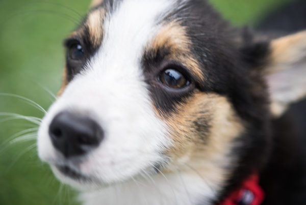 How Taking A Virtual Dog For A Walk Could Improve Your Fitness
