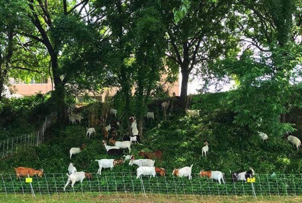 News Roundup: Waco Is Using Goats To Groom Tricky Terrain