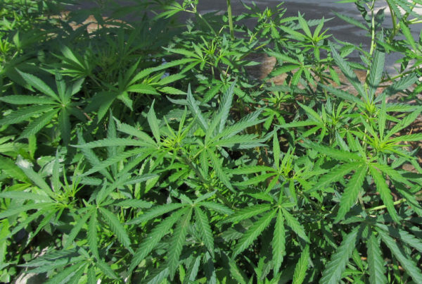 Why the hype about hemp hasn’t translated into profits for Texas growers