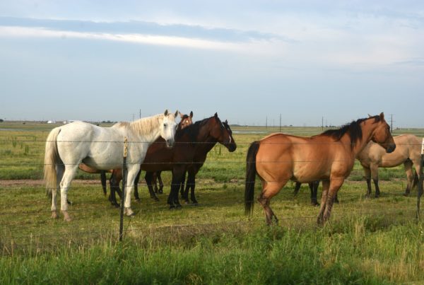 How Being A Rural Veterinarian Is About More Than Just Caring For Animals