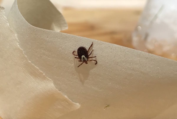 In Texas, Where Mosquitoes Thrive, Tick-Borne Diseases Are Often Overlooked