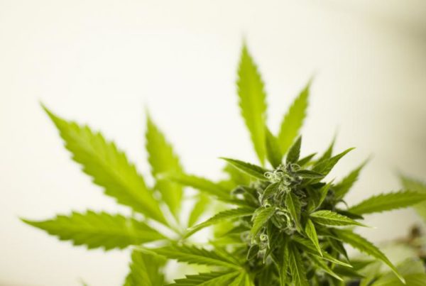 After New Hemp Law, Texas Prosecutors Differ On When To Charge Those Arrested For Marijuana