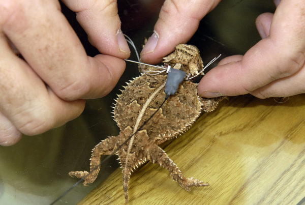 Recovering America’s Wildlife Act Could Bring Texas Millions For At-Risk Species