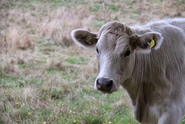 How Estray Laws Are Causing Beef Among Landowners In Far West Texas