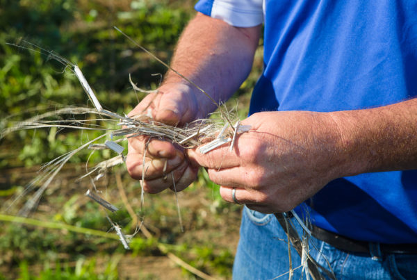 Hemp Is Now Legal In Texas, But It Could Be Tricky For Farmers To Cash In
