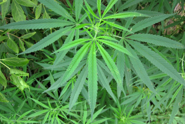 Austin Considers Not Buying Marijuana Testing Equipment