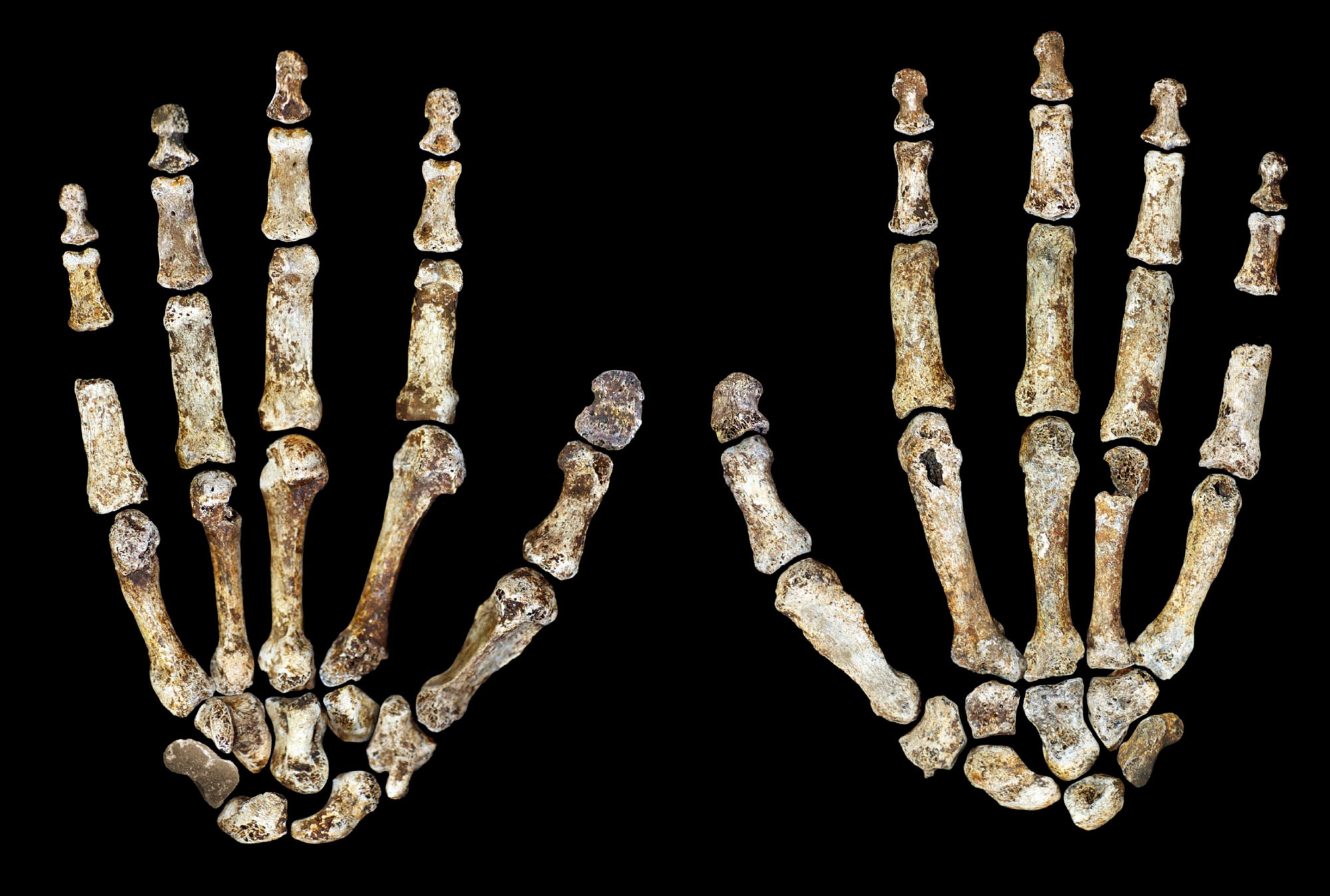 Rare Exhibit Brings 2 Million-Year-Old Human Ancestor Fossils To Perot Museum