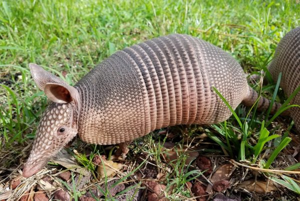 Typewriter Rodeo: Armadillo Poem