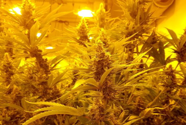 Texas Investments Ignite Accusations Of Hypocrisy From Marijuana Advocates