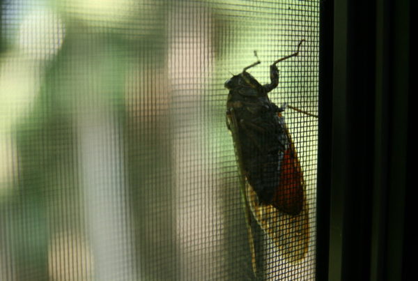 Typewriter Rodeo: Cicadas