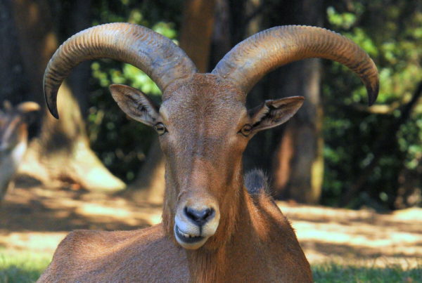 Hunting Aoudads Is Lucrative, But It’s Also Getting In The Way Of Bighorn Sheep Conservation