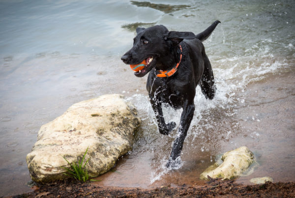 Austin’s Lady Bird Lake Still Off-Limits To Dogs After Toxic Algae Bloom