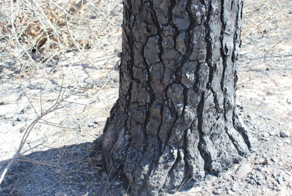 ‘Flash Drought’ Raises Wildfire Danger In Many Texas Counties