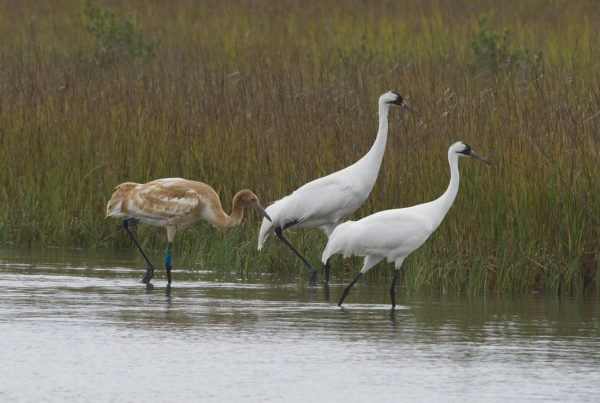 Trump Administration Raises The Standard For A Species To Be Considered Endangered