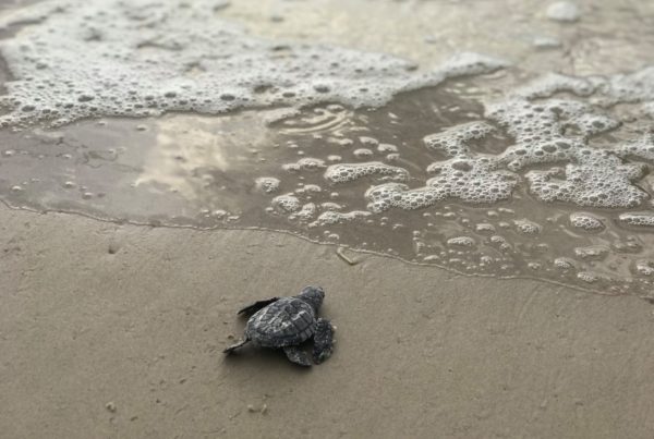 Typewriter Rodeo: Sea Turtles Hatching