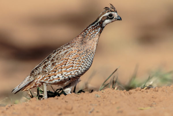 How Transplanting California Quail Into Texas Could Help Save The Native Population