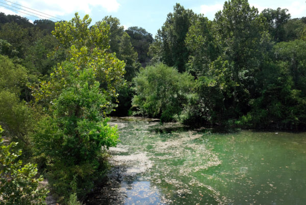 Why Toxic Blue-Green Algae Blooms Could Become More Common In Texas Waterways
