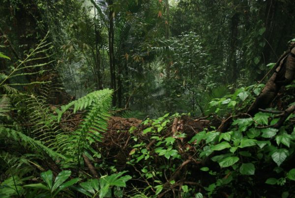 How The War On Drugs Affects Climate Change