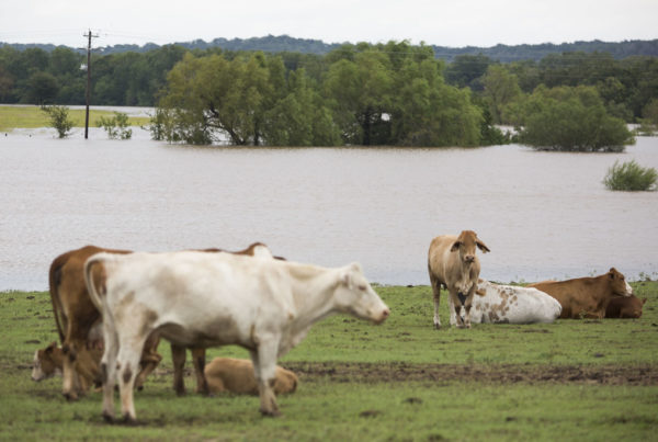 Researchers Use Genome Editing To Breed Hornless Cattle