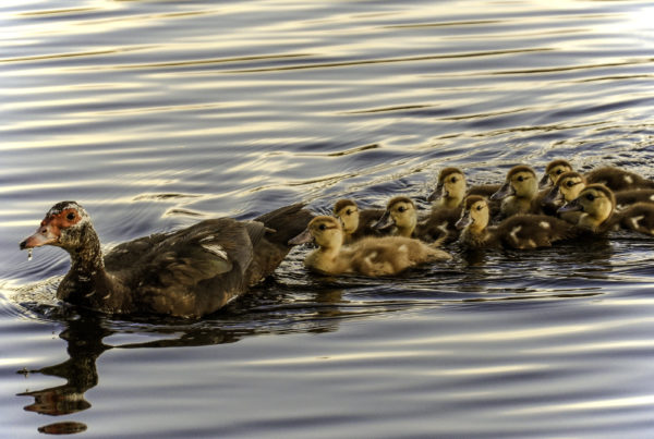 An Invasive Duck, Beloved By Some, Is Dividing Pearland Residents