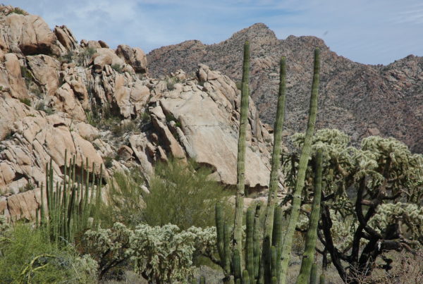 It’s Still Unclear Whether Mexican Cartels Targeted Mormon Women And Children In Massacre