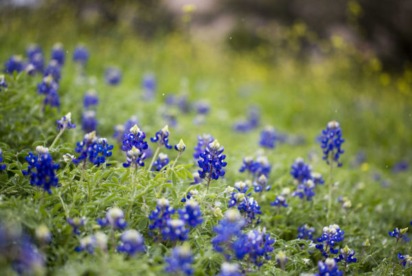 Who Thinks About Wildflowers In The Fall? TxDOT Does.
