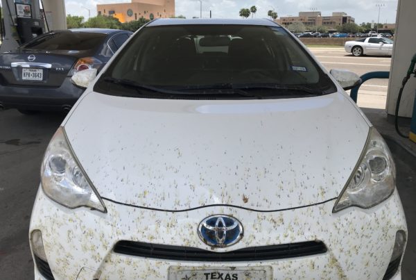 This Time Of Year, Butterfly Roadkill Is A Thing In Texas
