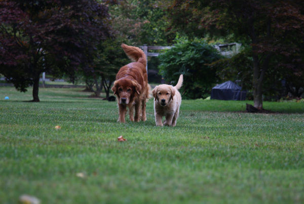 Studying Our Canine Companions Could Help Scientists Learn What Triggers Age-Related Disease 