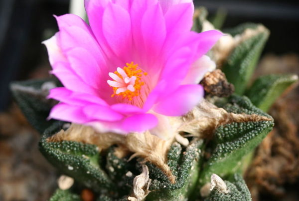 Traffickers Are Selling Black Market Cacti For Their ‘Rugged’ Look
