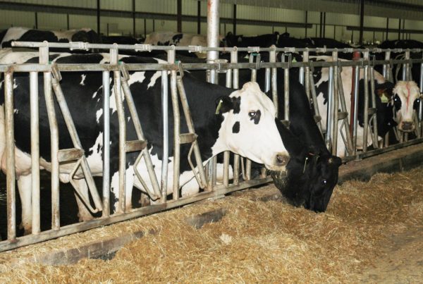 Some Farmers Are Taking Advantage Of A Visa Program For Specialized Workers
