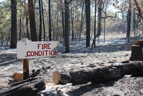 New Electric Grid Monitoring System Developed At Texas A&M Can Prevent Wildfires Caused By Power Lines