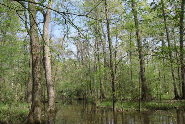 Trump Administration Wants To Open Texas National Forests To Gas Drilling