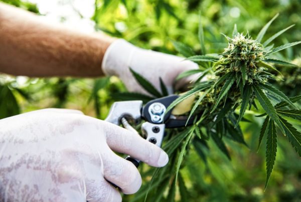 Marijuana Prosecutions In Texas Have Dropped By More Than Half Since Lawmakers Legalized Hemp