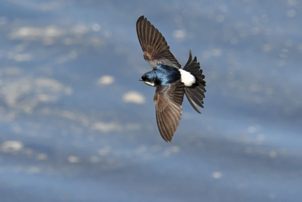 Four Texas Cities Receive ‘Bird City’ Certification