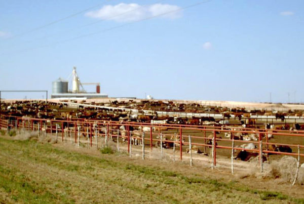 Clouds Of Fecal Dust Put Panhandle Residents’ Health At Risk