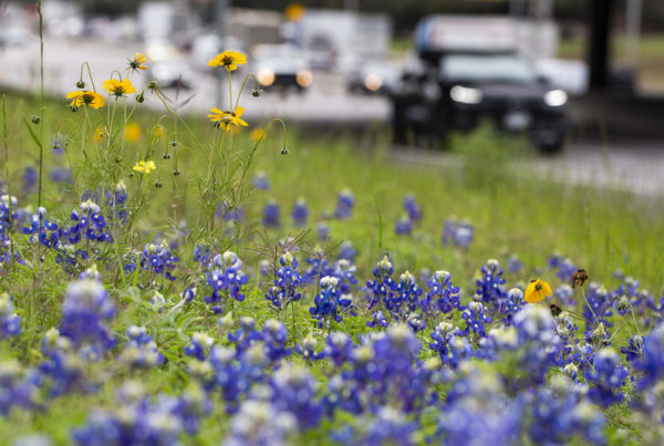 This Warm Winter, Austinites Can Look Out Their Windows And See Climate Change