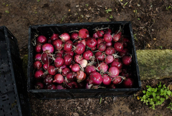 COVID-19 Will Hit US Farms If Precautions Aren’t Taken To Protect Workers