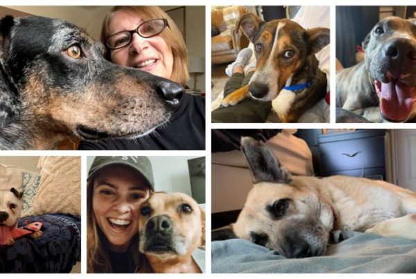 Texas Animal Shelters Adapt To Ensure Pets Find Homes During Coronavirus Pandemic