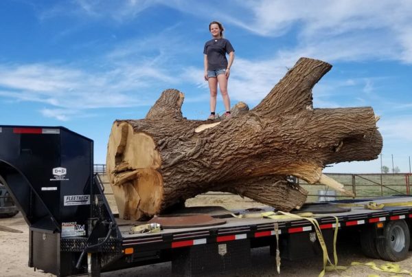 When A Tree Falls In The Panhandle, It Makes A Sound