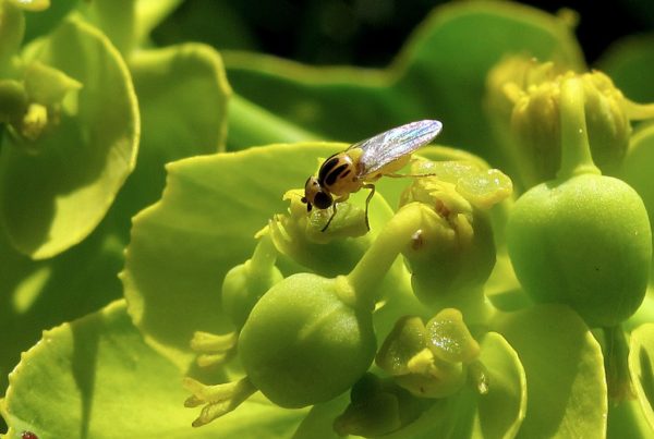 Here’s How To Keep Fruit Flies Out Of Your Kitchen