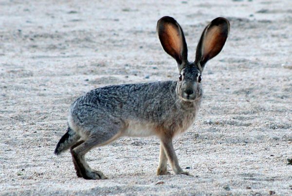 A Mysterious Virus Is Killing Texas Rabbits