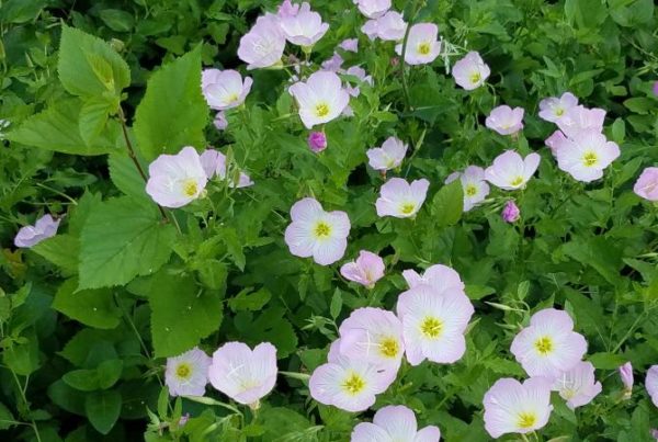During An Epidemic’s Dark Days, Spring’s Sights And Sounds Promise Better Days To Come