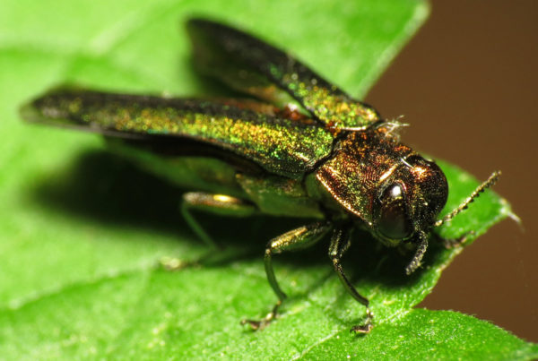 New law will give farmers a heads-up on pests and diseases