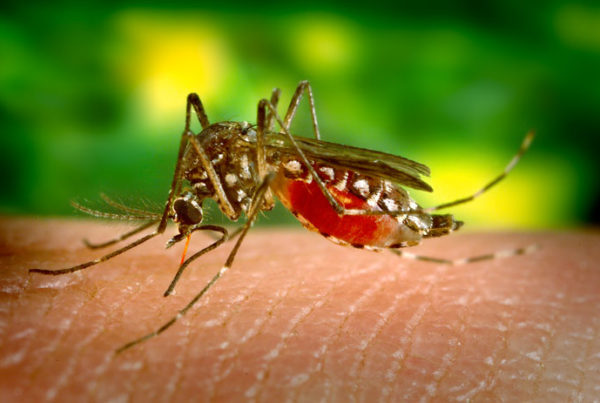 Eliminating A Disease-Spreading Mosquito In Houston Could Mean Releasing Millions More Into The Area